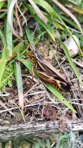 Large Banded Grasshopper