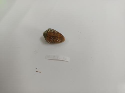 Conus catus observed 2026-10-01