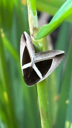 Triangular-striped moth