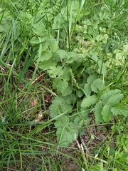 Pimpinella