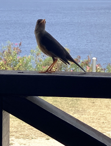 Turdus poliocephalus observed 2026-10-08