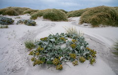 Senecio candidans