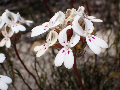 Stylidium crossocephalum