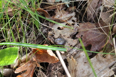 Ommatoiulus sabulosus aimatopodus