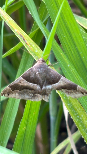 Dysgonia stuposa