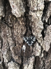 Catocala lineella