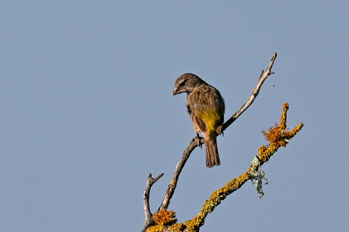 iNaturalist image