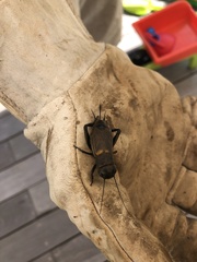 Gryllus campestris