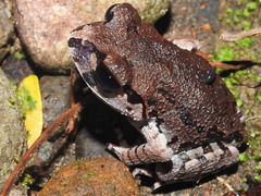 Leptobrachium hasseltii