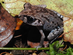 Leptobrachium hasseltii
