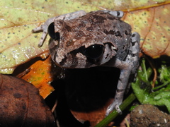 Leptobrachium hasseltii