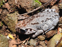Leptobrachium hasseltii