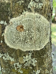 Ostropomycetidae