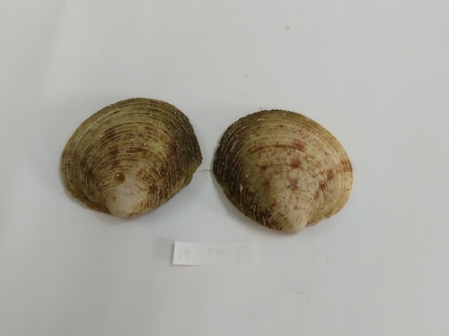 Antigona reticulata observed 2026-10-01