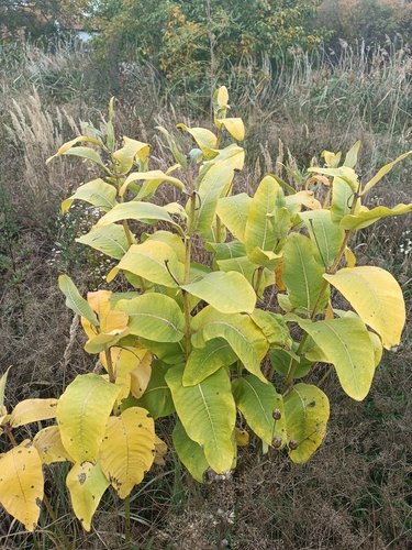 common milkweed