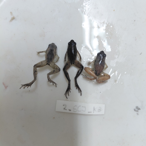 Microhyla palmipes observed 2026-10-02