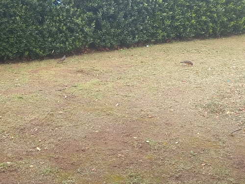 iNaturalist image