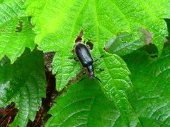 Coleoptera