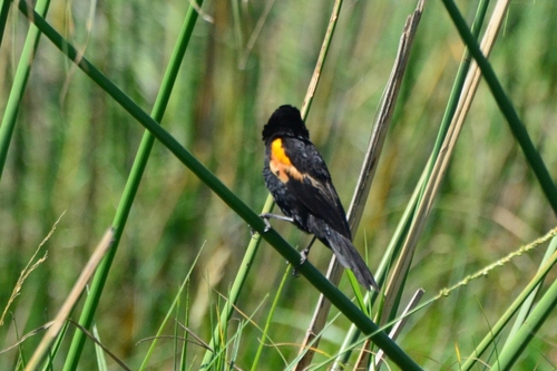 iNaturalist image