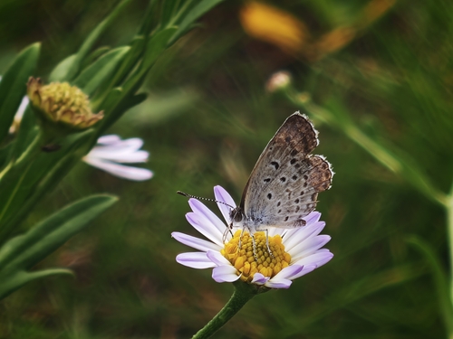 Pale Grass Blue