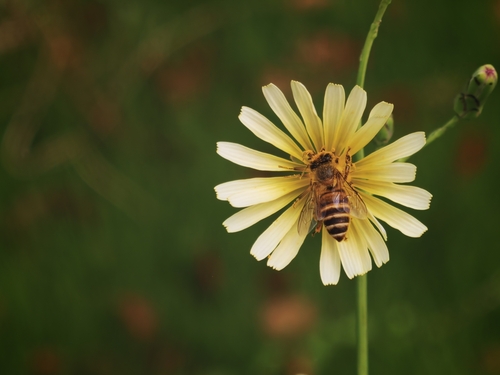 Asian Honey Bee