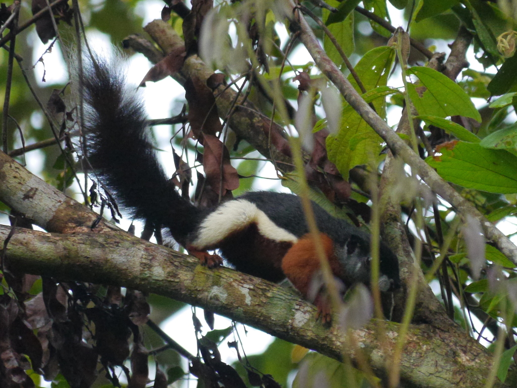 Prevost's Squirrel
