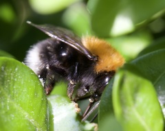 Bombus hypnorum