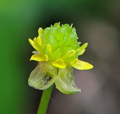 Ranunculus abortivus
