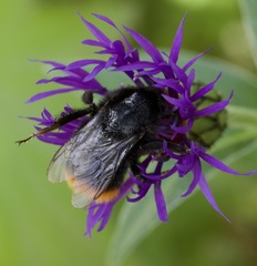 Bombus lapidarius