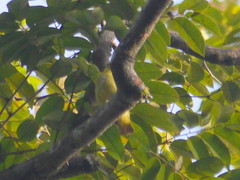 Arachnothera chrysogenys