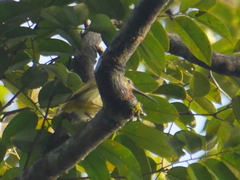 Arachnothera chrysogenys