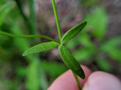 Ranunculus abortivus