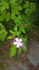 Geranium robertianum