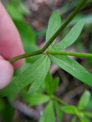 Ranunculus abortivus