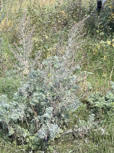 absinthe wormwood