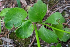 Ranunculus abortivus