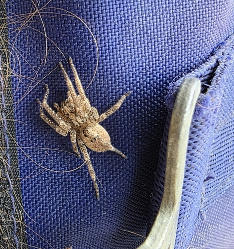 Mediterranean Spiny False Wolf Spider