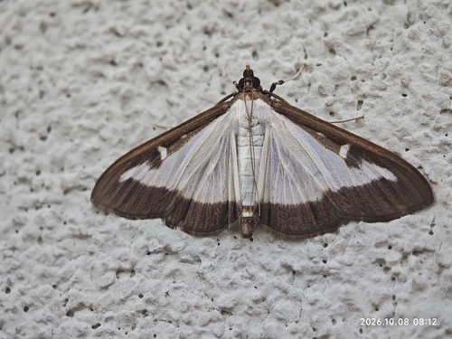 Box Tree Moth