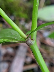 Ranunculus abortivus