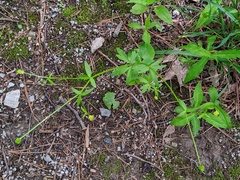 Ranunculus abortivus