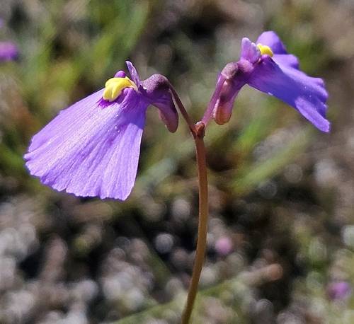 Utricularia barkeri
