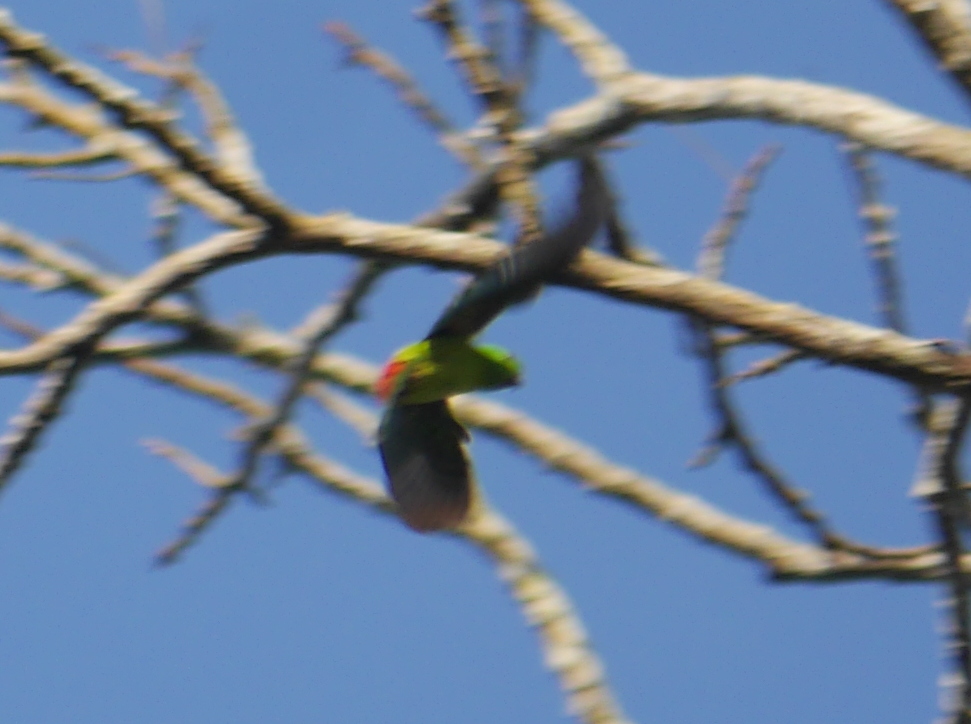Blue-crowned Hanging Parrot
