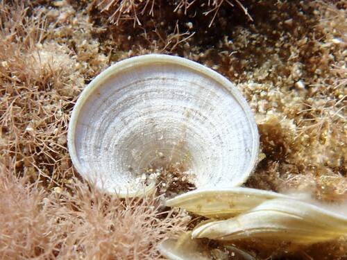 Padina pavonica