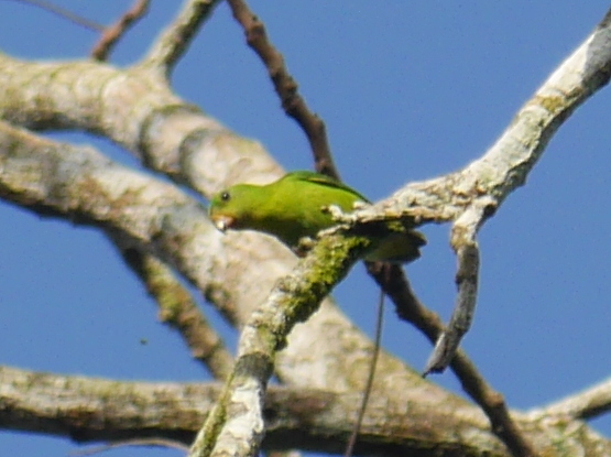 Blue-crowned Hanging Parrot