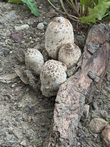 Shaggy Mane
