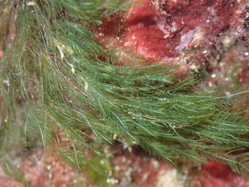 Bryopsis observed 2026-10-07