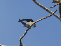 Hemiprocne longipennis