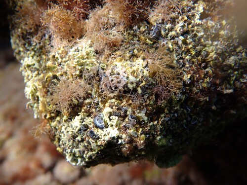 Dendropoma observed 2026-10-07