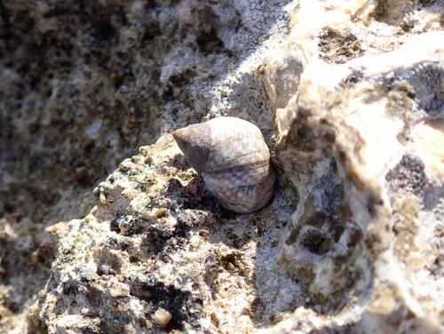 Echinolittorina punctata observed 2026-10-07