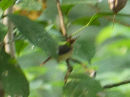 Rufous-tailed Tailorbird (Orthotomus sericeus), photo 2
